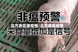 北方地区猪疫情/北方猪瘟疫情