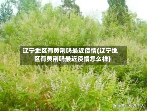 辽宁地区有黄荆吗最近疫情(辽宁地区有黄荆吗最近疫情怎么样)-第2张图片