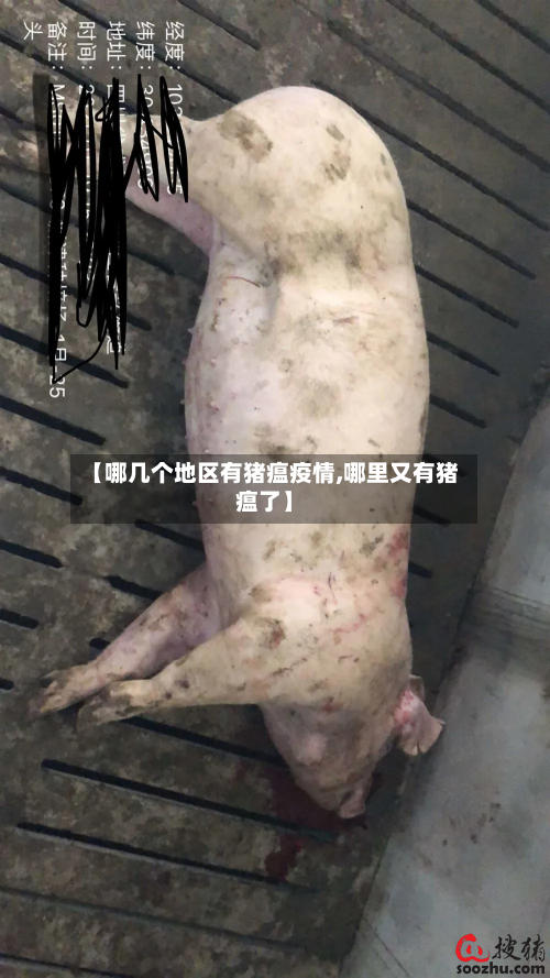 【哪几个地区有猪瘟疫情,哪里又有猪瘟了】-第2张图片