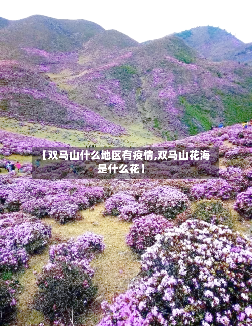 【双马山什么地区有疫情,双马山花海是什么花】-第1张图片